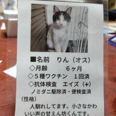 生後6ヶ月の野良猫りんくん