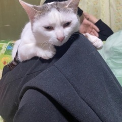 甘えん坊のシロちゃん♪♪推定3歳