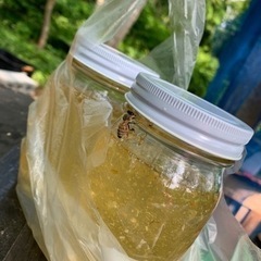 養蜂、一緒に活動しませんか？！ - 上越市