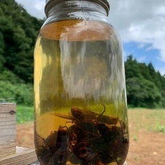 養蜂、一緒に活動しませんか？！ - メンバー募集