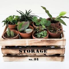 【💓Thankyou💓】ミニ観葉植物（8種類）カゴ付き