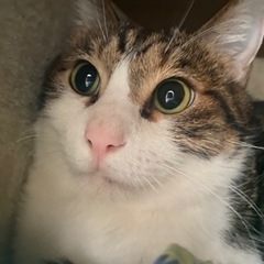 オス猫　洋猫ミックス　去勢手術済み　歳