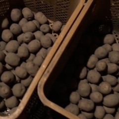 種イモ　春植え