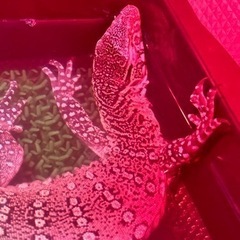 ナイルモニター　30cm