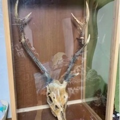 鹿の顔の装飾品 角 ツノ 骸骨