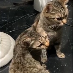 めかぶと昆布姉妹