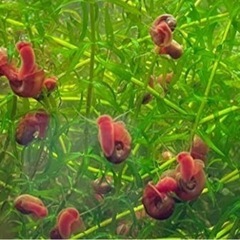 レッドラムズホーン20匹🐌の画像