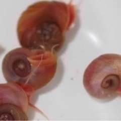 レッドラムズホーン20匹🐌の画像