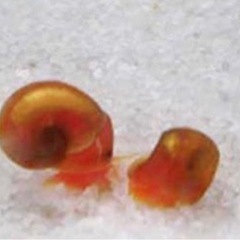 レッドラムズホーン20匹🐌の画像