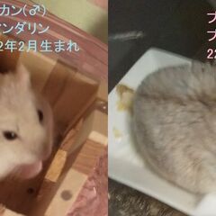 譲渡完了しました。ありがとうございました。(ジャンガリアンハムス...