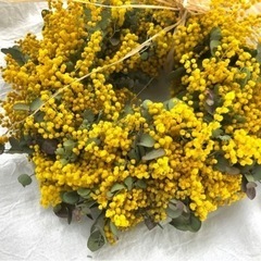 ミモザ　花の画像