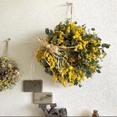 ミモザ　花の画像