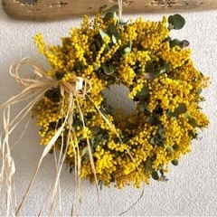 ミモザ　花の画像