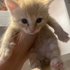 生後3か月くらいの可愛い茶トラ子猫ちゃん