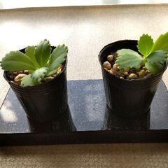 <<サマーセール>>【多肉植物】カランコエ属『クローンコエ』（KLC50）の画像