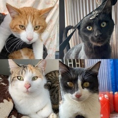 «急募»色も柄も違う4兄妹(10ヶ月前後)