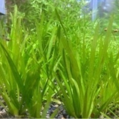 水草　バケツいっぱい