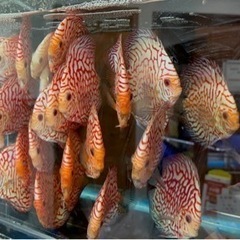 ディスカス　レッド　ピジョンの画像