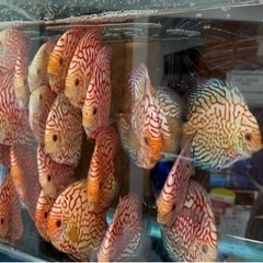 ディスカス　レッド　ピジョンの画像