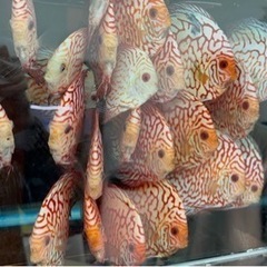 ディスカス　レッド　ピジョンの画像