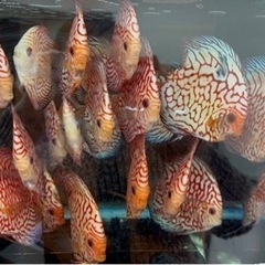 ディスカス　レッド　ピジョンの画像