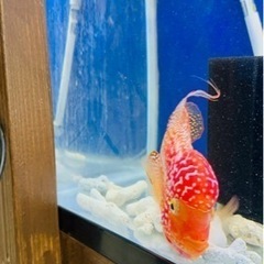 フラワーホーン　ゴールデンベースの画像