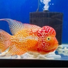 フラワーホーン　ゴールデンベースの画像