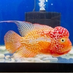 フラワーホーン　ゴールデンベースの画像