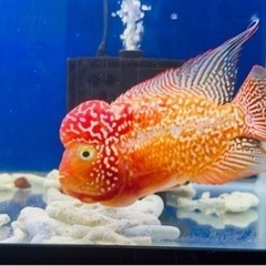 フラワーホーン　ゴールデンベースの画像