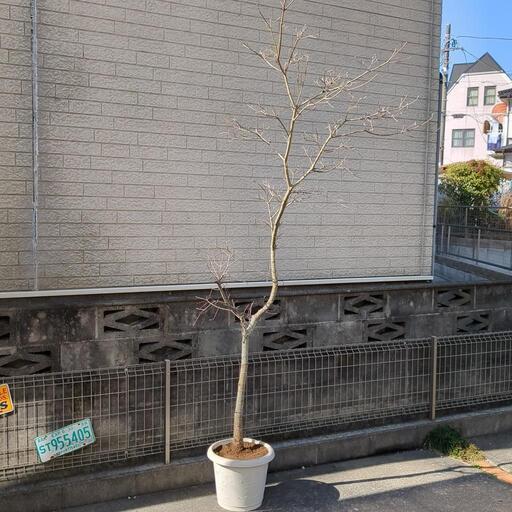 ハナミズキ　花水木　庭木