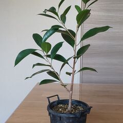 ガジュマル挿し木2年目