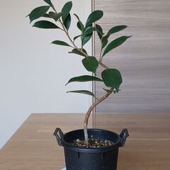 ガジュマル挿し木１年目 曲げ仕様