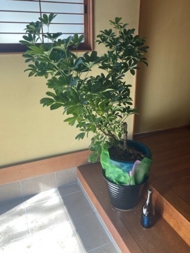 観葉植物
