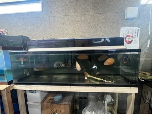 アクリル水槽　1800 560 500