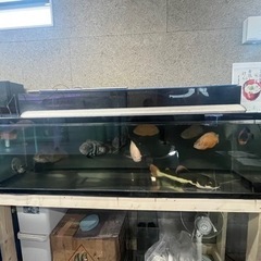 アクリル水槽　1800 560 500