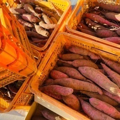 ひたちなか市の干し芋農家のさつまいも（べにはるか）①