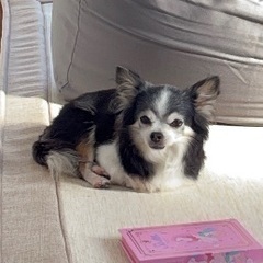 どなたか見かけた方いませんか？迷子犬