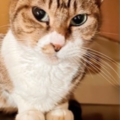 至急成猫のきなこちゃんの里親募集