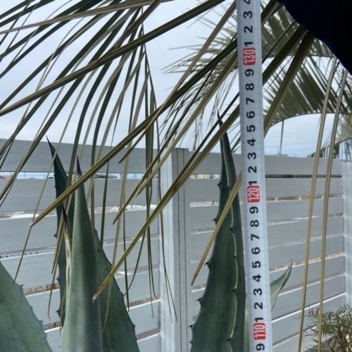 耐寒性アガベ大株
