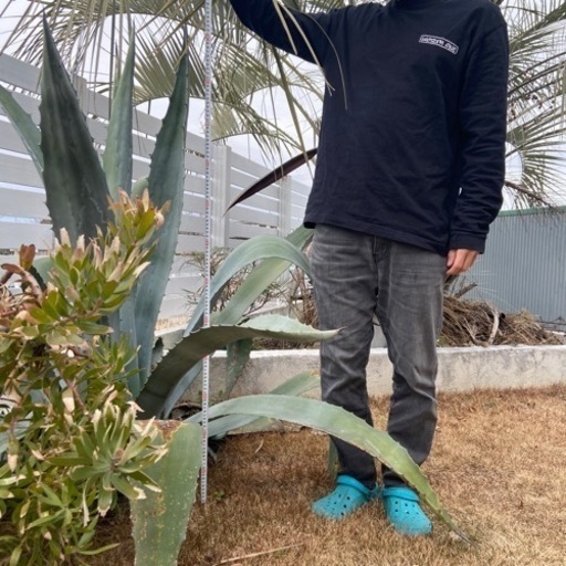 耐寒性アガベ大株