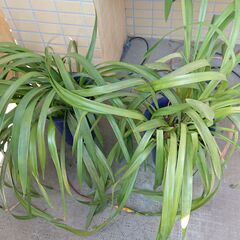 鉢植差し上げます