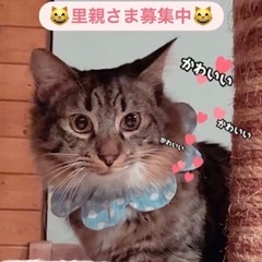 随時お見合い可能💖半長毛イケニャン美猫アリィ君😸💞