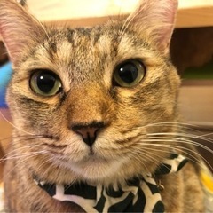 レアなパステルキジ柄 元地域猫 おっとり女の子 お膝大好き 