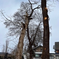 決定！【木の玉、枝】譲ります①