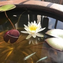 睡蓮