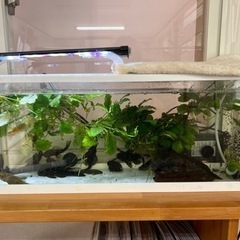 ブッシープレコ里親さん決まりました。