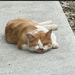 茶白迷子猫を探しています