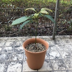 🌱アボカドの苗（だいぶ育ちました😅）
