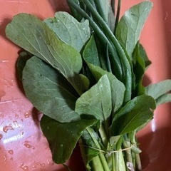 野菜（便利菜）→小松菜　チンゲンサイMIX野菜　＋　ネギ少々