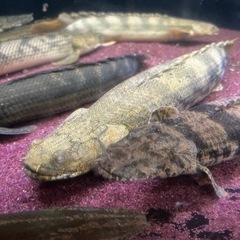 ポリプ色々の画像
